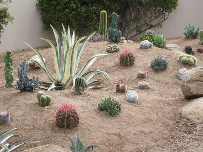 The reddish spines are "Fire Barrels"; the variegated...