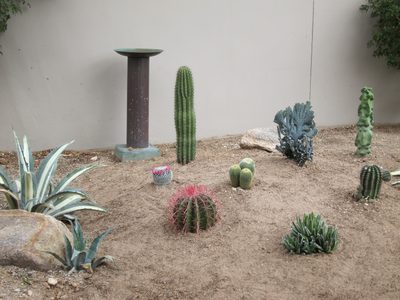 Next to the bird bath is an Argentinian Saguaro.  The...