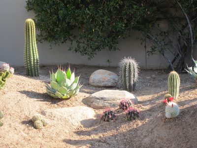 Big Bertha with Cow's Horn agave and our very own...