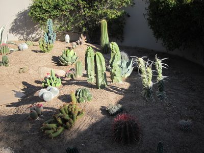 All these crazy creatures in our very own backyard.