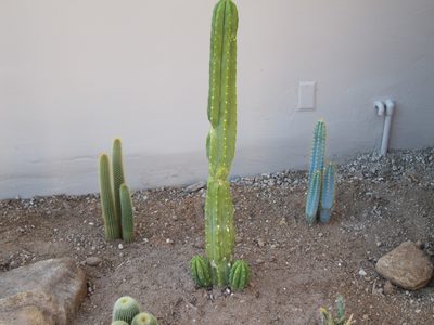 The fellows along the wall of the house as you come in...