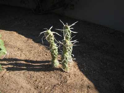 Except this:  Paper Spine cactus for sure.