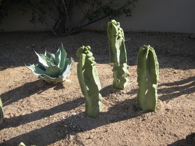 Three totem poles and whale's tongue agave, looking a...