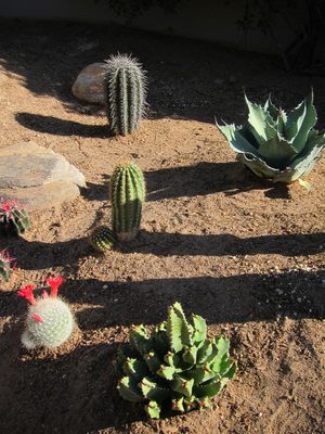 Whoops, this is definitely the Moroccan Mound Euphorbia...