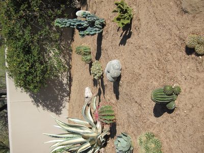 In front of the variegated agave is an artichoke agave...