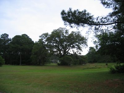 Large live oak on common property adjacent to the...