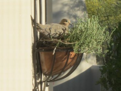 Mrs Dove, on her eggs (two have been seen) and intent on...