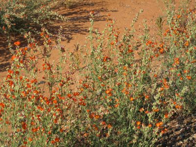 And some pretty desert mallow blooming alongside the road