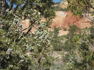 My attempt at a nature photo.  On the entrance to Zion,...