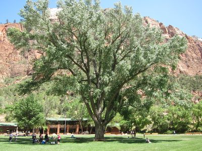 A magnificent tree in front of the Lodge