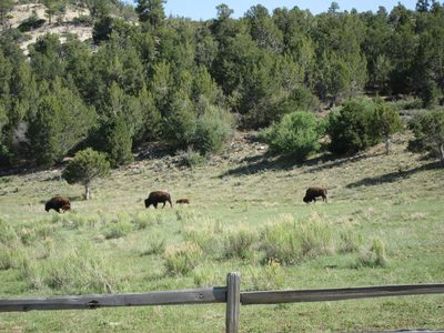 A few bison, with babies, along the road