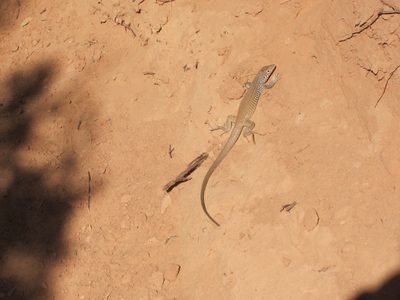 One of the denizens in Capitol Reef
