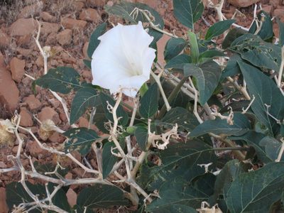 This one is Sacred Datura.  Poisonous and beautiful