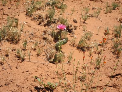 And a lovely prickly pear in bloom