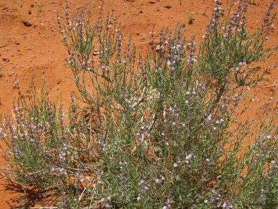 And purple sage