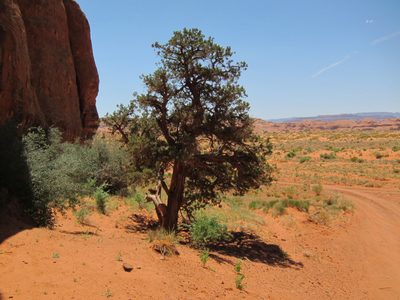 One of the few trees ... don't know how or why it survived