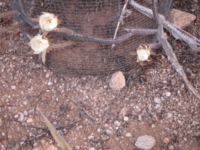 Not an appealing picture, but it shows the "sticks" that...