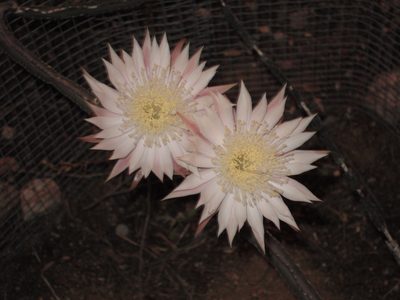 Most of the cereus have specialty names ... I believe...