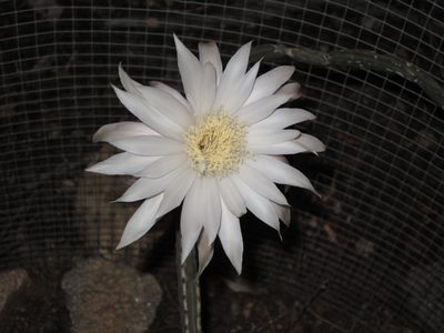 ... while this is more of a pure white with some mauve...