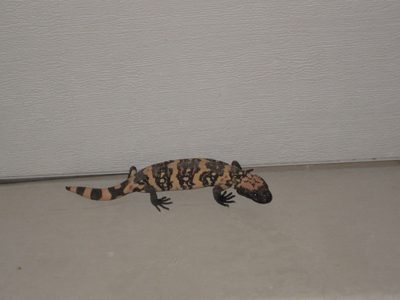 Came home one night to find this fellow outside the...