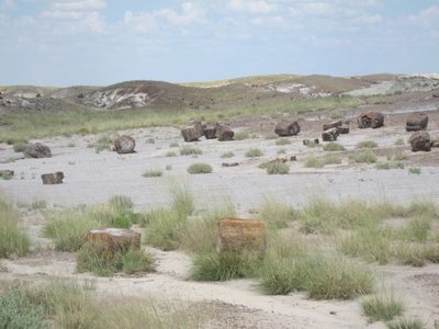 Chunks of Petrified Wood.  They have not been...