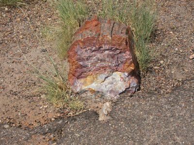 One such segment.  The NP loses about a ton of petrified...