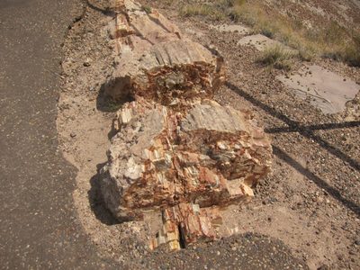 Close up of a petrified log, shattered into segments.