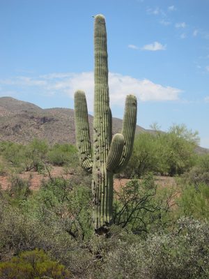 So sad ... someone using the State Cactus for target...