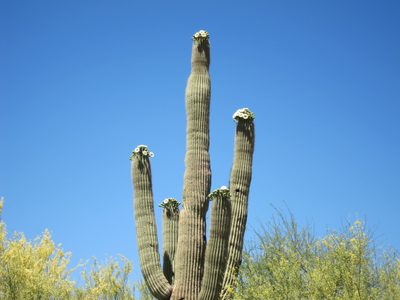 Another view, backed up by the palo verde blossoms.