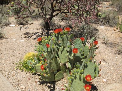 A prickly pear in bloom in the drive.  You can see all...