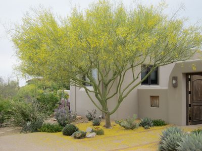 Backing off the palo verde.  Should have taken a picture...