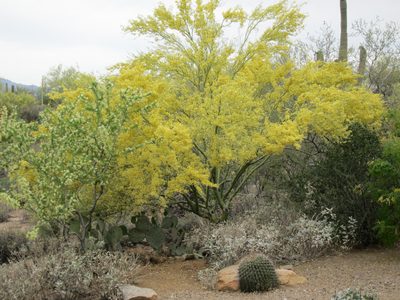 A palo verde across from the front door ... and to the...