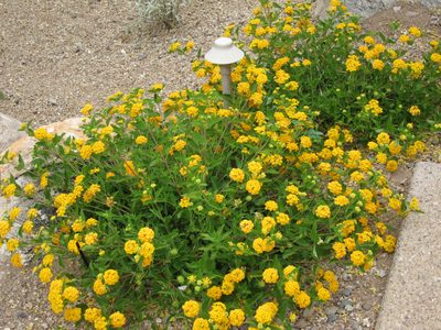 Including lots of lantana.