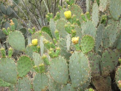 And a green prickly pear with yellow blooms.