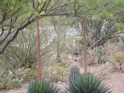And here are two more Queen Victoria agaves, each...