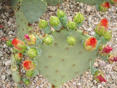 Look at the buds on one prickly pear leaf.