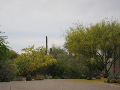 Cloudy day, but beautiful blooms