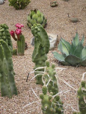 The 'paper thorn' cactus in foreground.  Not sure if all...