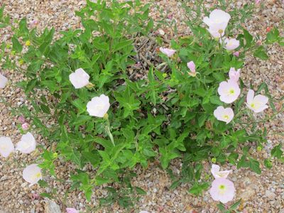 One of the left over perennials ... I believe it's...