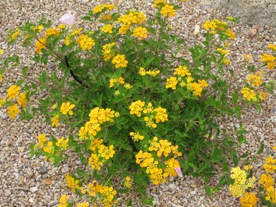 More lantana ... this one out back