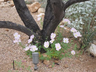 And evening primrose under the desert laurel tree