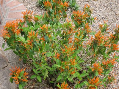 I keep learning (and forgetting) the name of this bush.