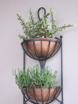 Two cacti I had Bach's nursery plant for me in a...