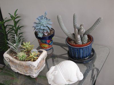 My little table cactus garden.  The back right is called...