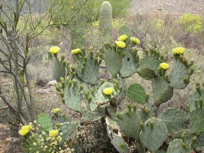 A prickly pear on the outside of our back wall