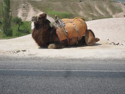 Another Egyptian visitor.  After we saw about 8, Sonol...
