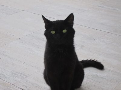 Cats and dogs were everywhere:  restaurants, hotels,...