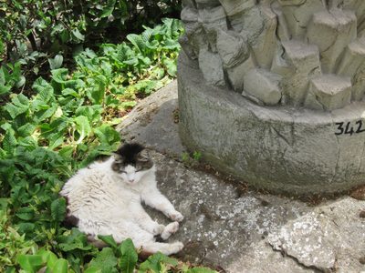 Once you start looking for the pets, they are everywhere.
