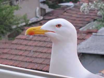 A sea gull who came over to the restaurant window at our...