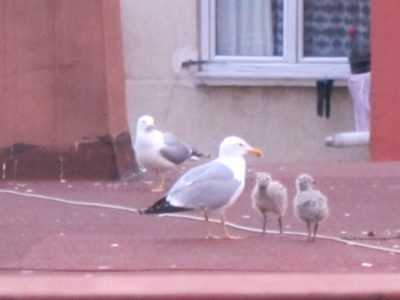 He lives across the way, on a roof top where he and mom...
